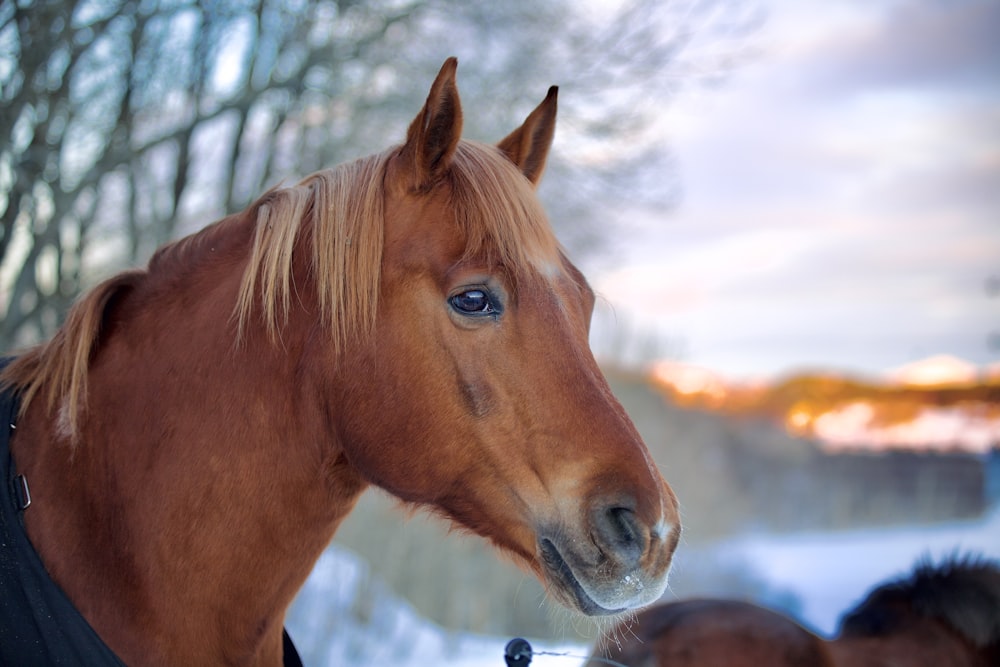 a brown horse with blonde hair standing in the snow