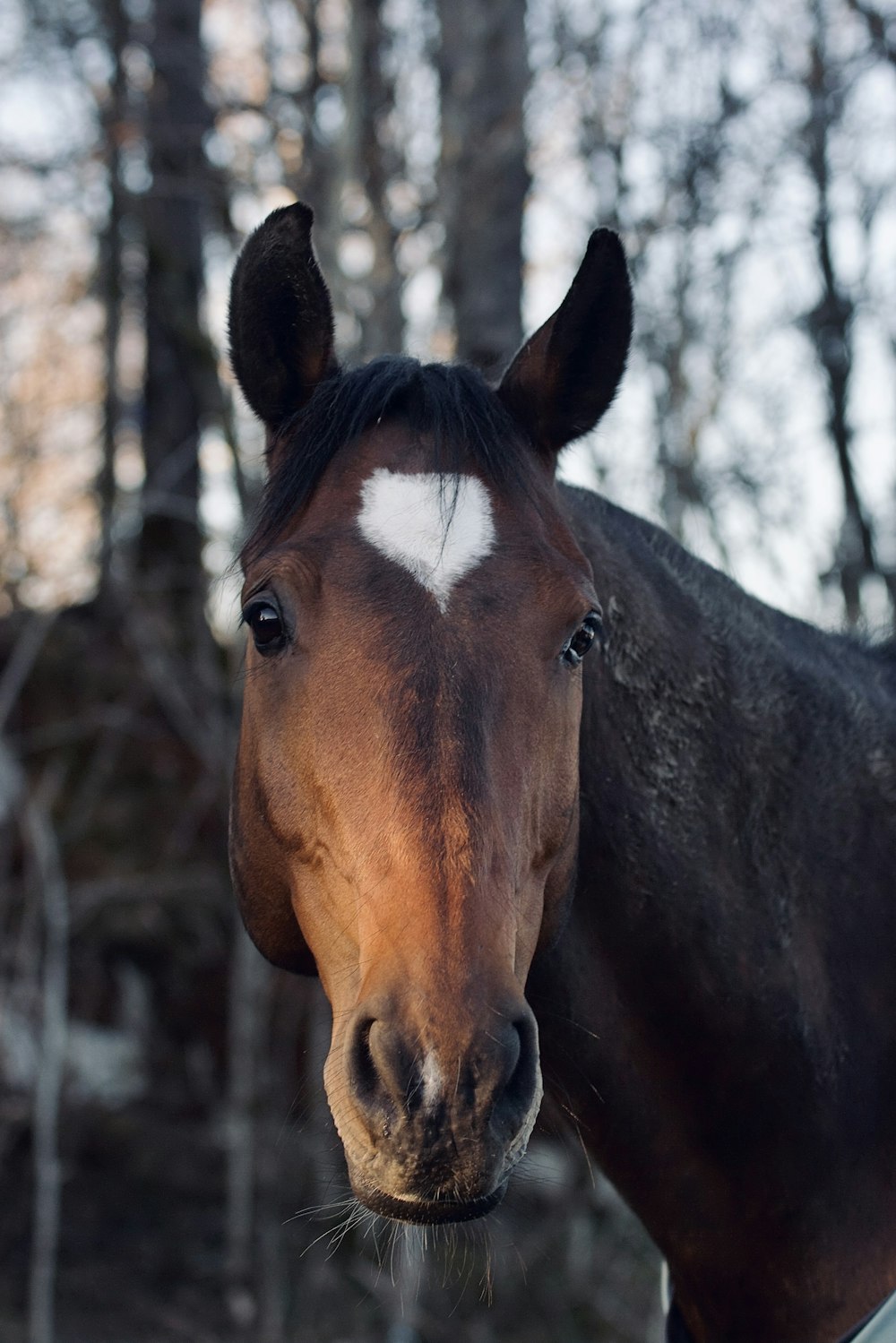 a brown horse with a white spot on it's face