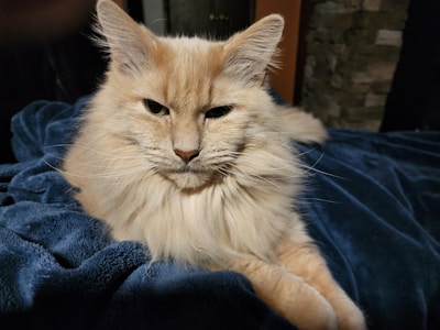 A fluffy, light-colored cat with long fur is resting on a dark blue blanket. The cat has an attentive, somewhat serious expression and is sitting comfortably.