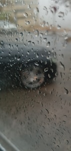 Durable Wiper Blades