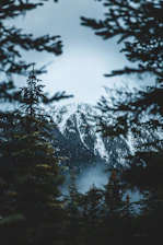 A serene mountain resort nestled among pine trees with Himalayan peaks in the background.