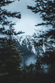 A serene mountain resort nestled among pine trees with Himalayan peaks in the background.