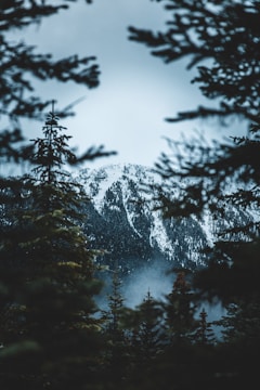 A serene mountain lodge surrounded by pine trees at dawn.