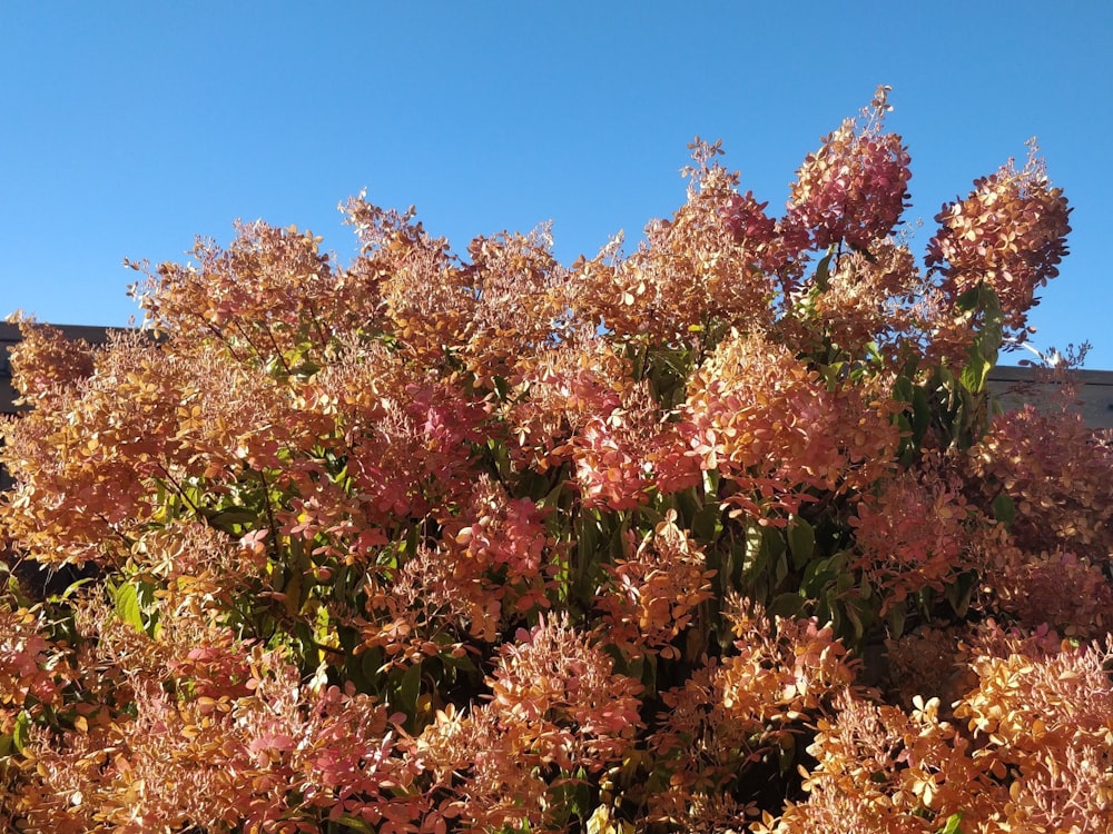 a bush with pink flowers in front of a building