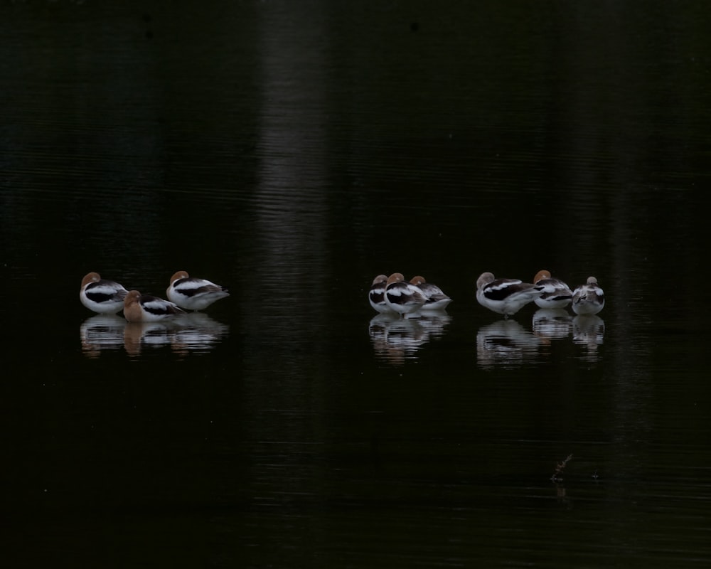 a group of ducks floating on top of a lake