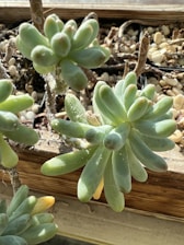 Succulent plants with thick, fleshy leaves sit in a wooden planter box filled with small pebbles. The leaves are smooth and varied shades of green with hints of yellow and orange. Sunlight highlights the texture and color of the plants, providing a natural, earthy appearance.