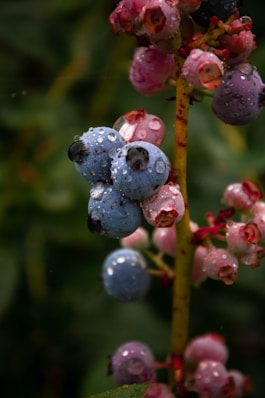 a close up of a blueberry plant with drops of water on it