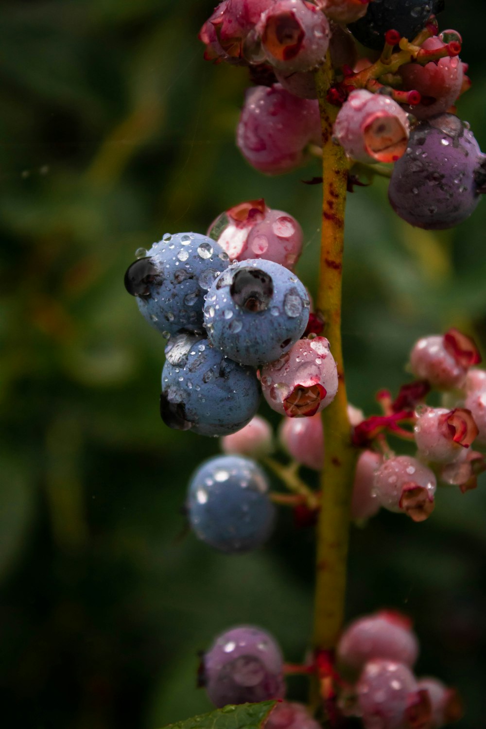 a close up of a blueberry plant with drops of water on it