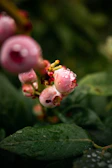 Macro image of guaraná berries glistening with morning dew on a leafy branch.