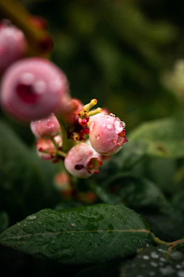 Macro image of guaraná berries glistening with morning dew on a leafy branch.
