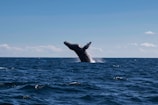 A majestic humpback whale breaching the ocean surface under a clear blue sky.