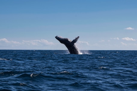A majestic humpback whale breaching the surface of the ocean against a clear blue sky.