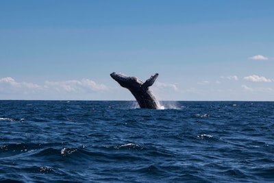 A majestic humpback whale breaching the ocean surface under a clear blue sky.