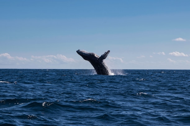 A scenic view of a whale breaching the ocean surface against a clear blue sky.