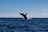A scenic view of a whale breaching the ocean surface against a clear blue sky.