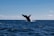 A breathtaking view of a whale breaching the surface of the ocean against a clear blue sky.