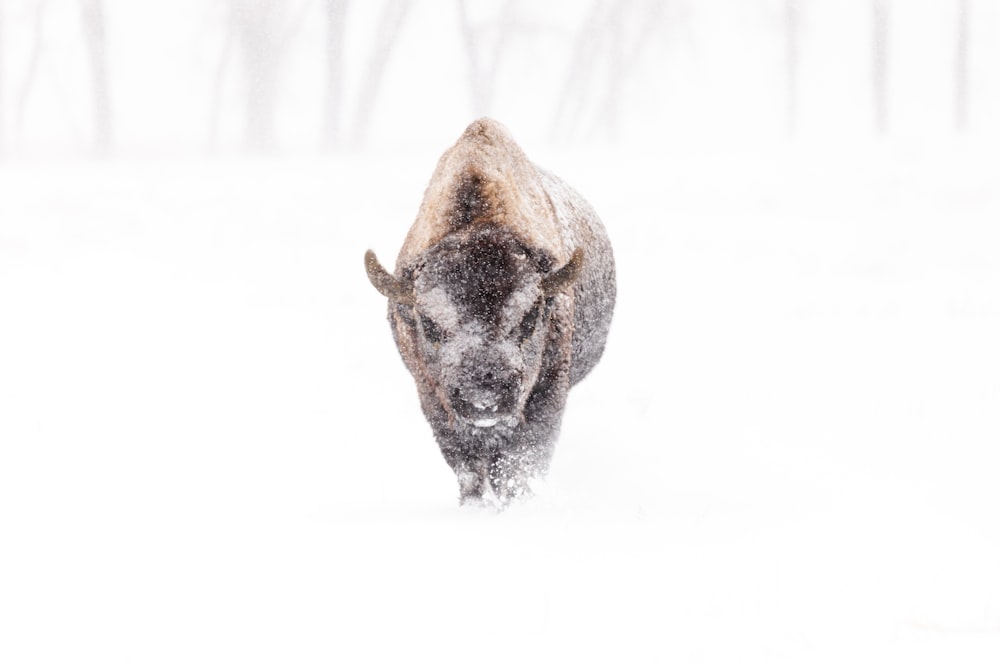 a bison walking through a snow covered field