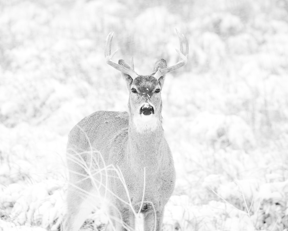 a black and white photo of a deer in the snow