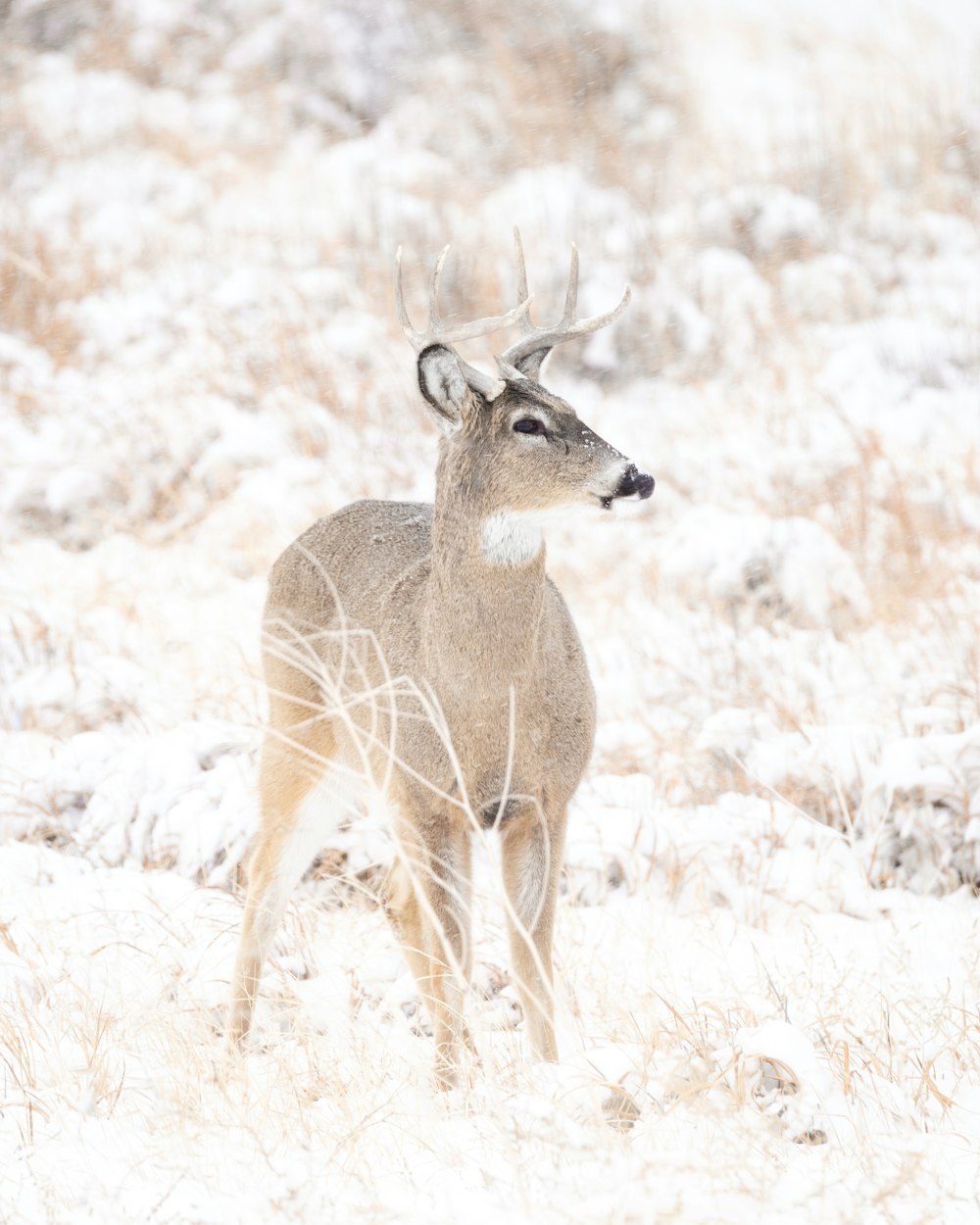a deer standing in the snow in a field
