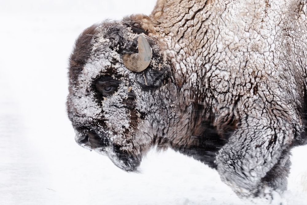 a bison is walking through the snow covered ground