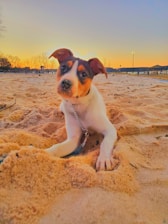 A vibrant photo of a happy puppy playing on a lush Hawaiian beach at sunset.