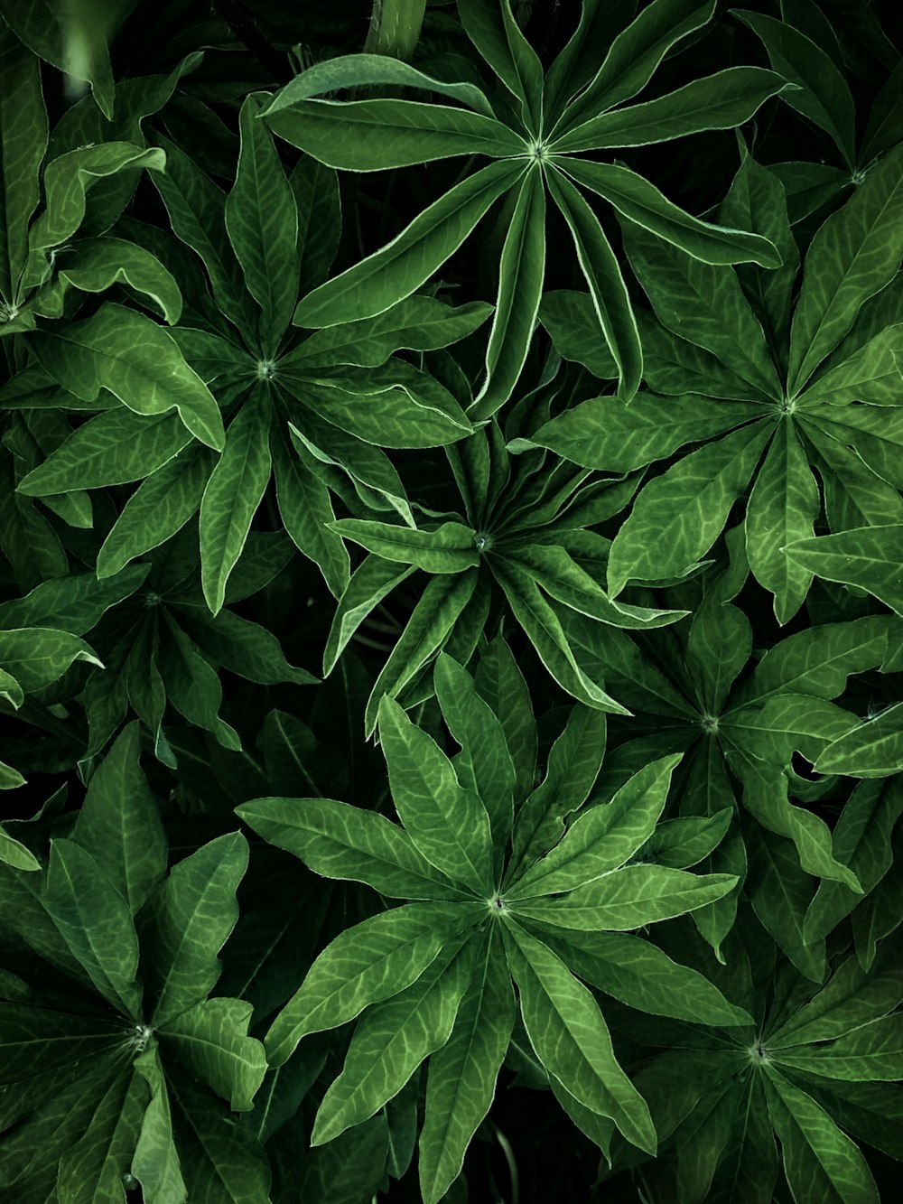 a close up of a green plant with leaves