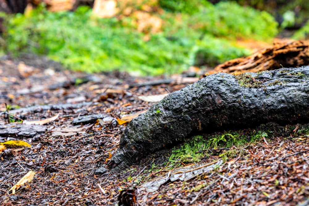 a tree trunk laying on the ground in the woods