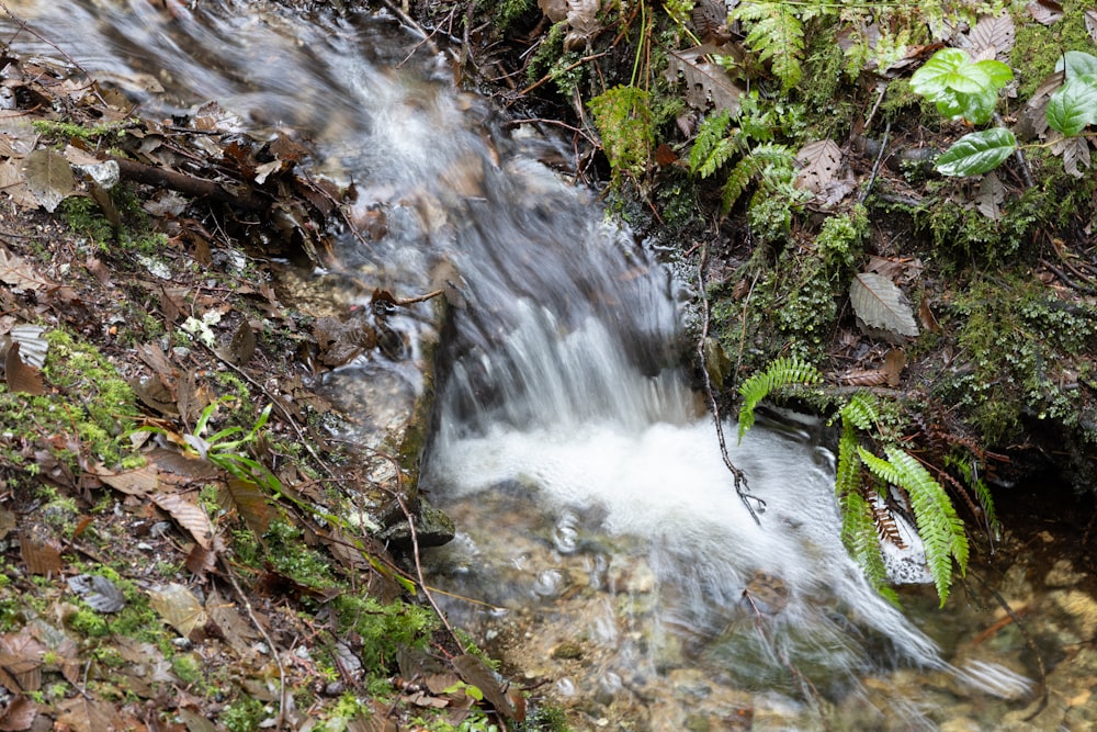 a stream of water running through a forest