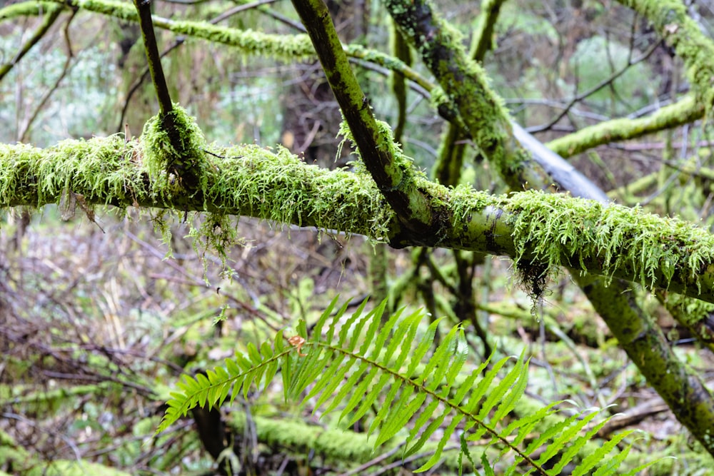 a mossy tree branch in the woods
