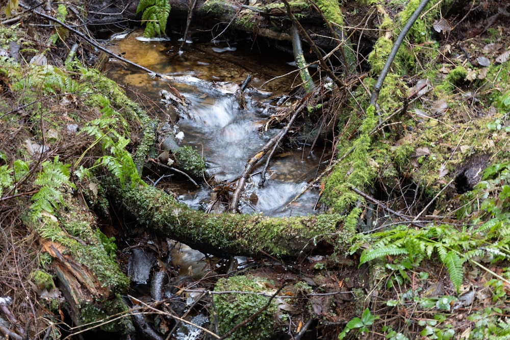 a stream running through a lush green forest