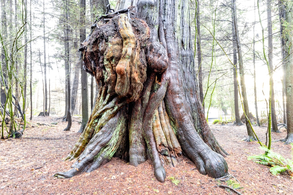 a very large tree in the middle of a forest