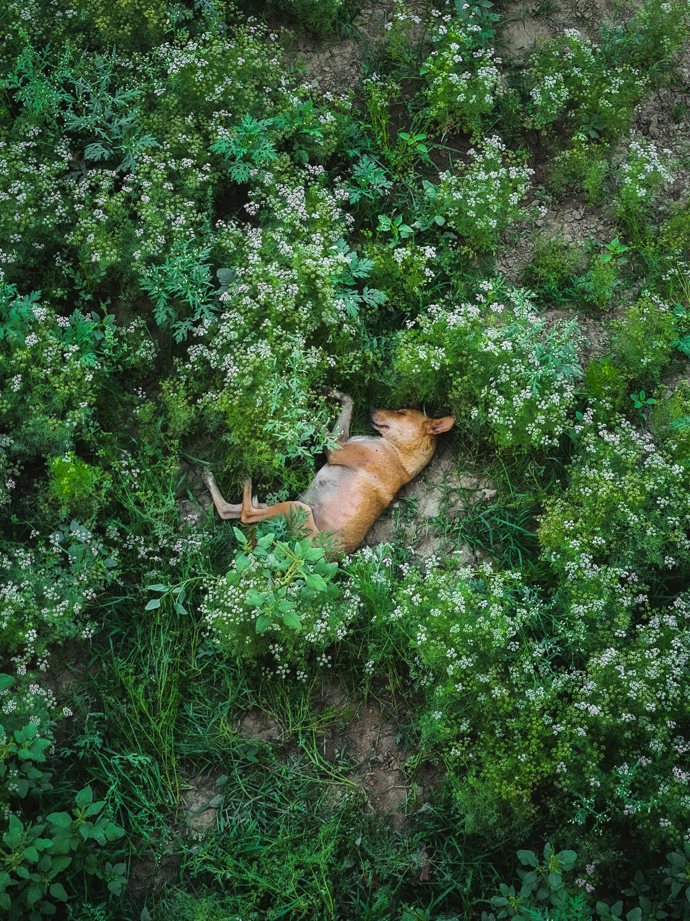 um cão deitado no meio de um campo de flores