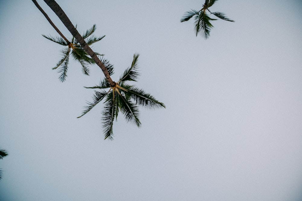 a palm tree is reaching up into the sky