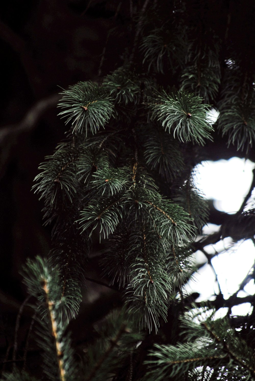 a bird perched on top of a pine tree