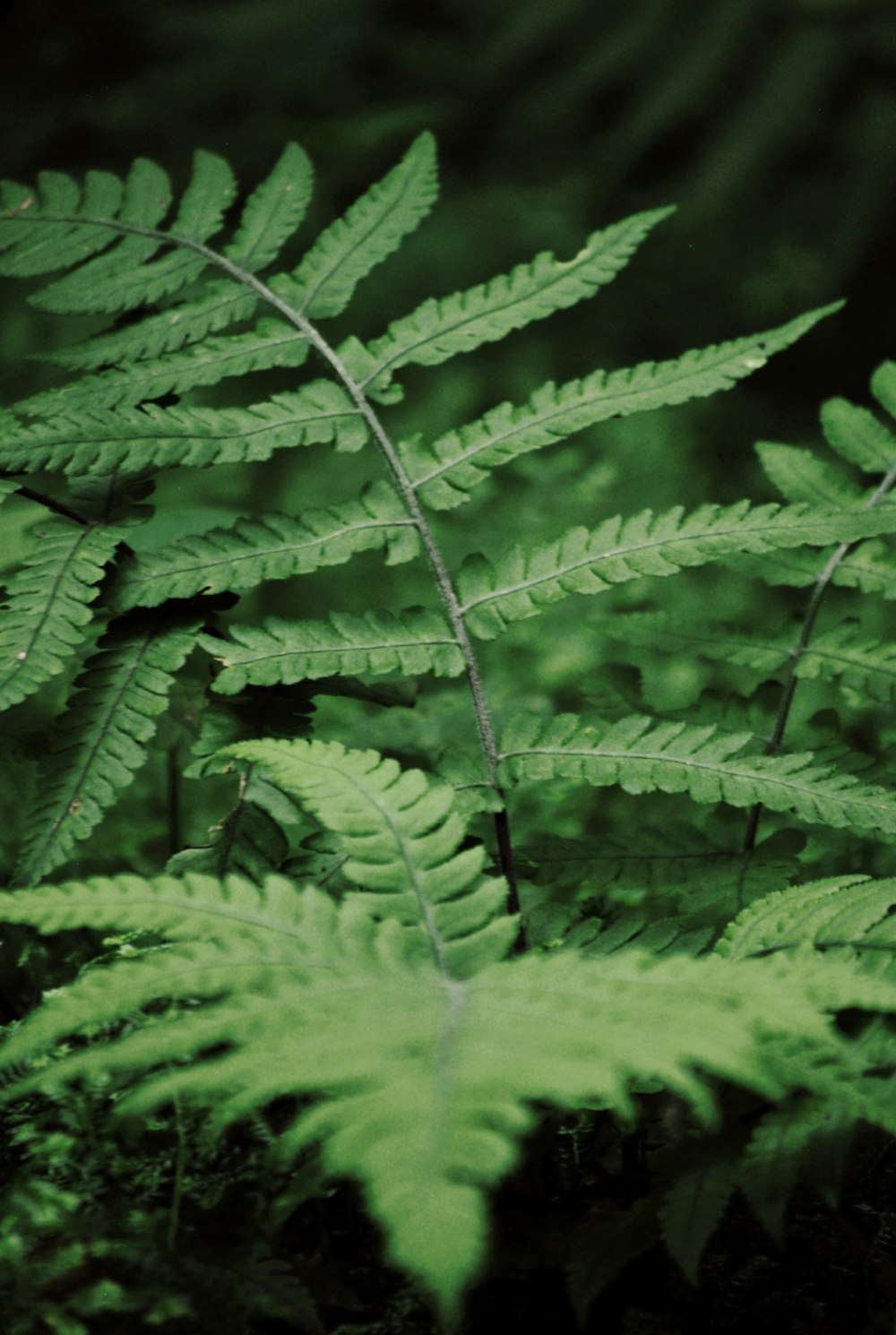 a close up of a plant with many leaves