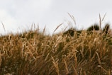 A gentle breeze moving through tall grass in a natural burial site, evoking harmony.