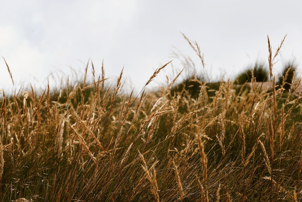 a field of tall grass with a sky in the background
