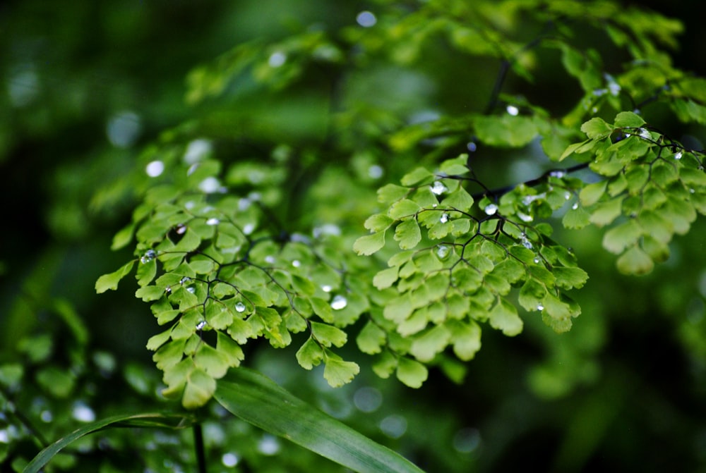 green leaves with drops of water on them