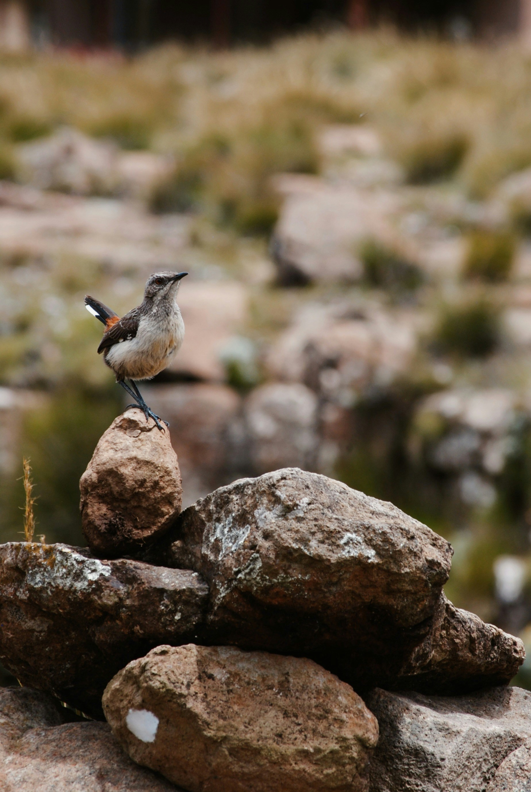 a small bird sitting on top of a pile of rocks