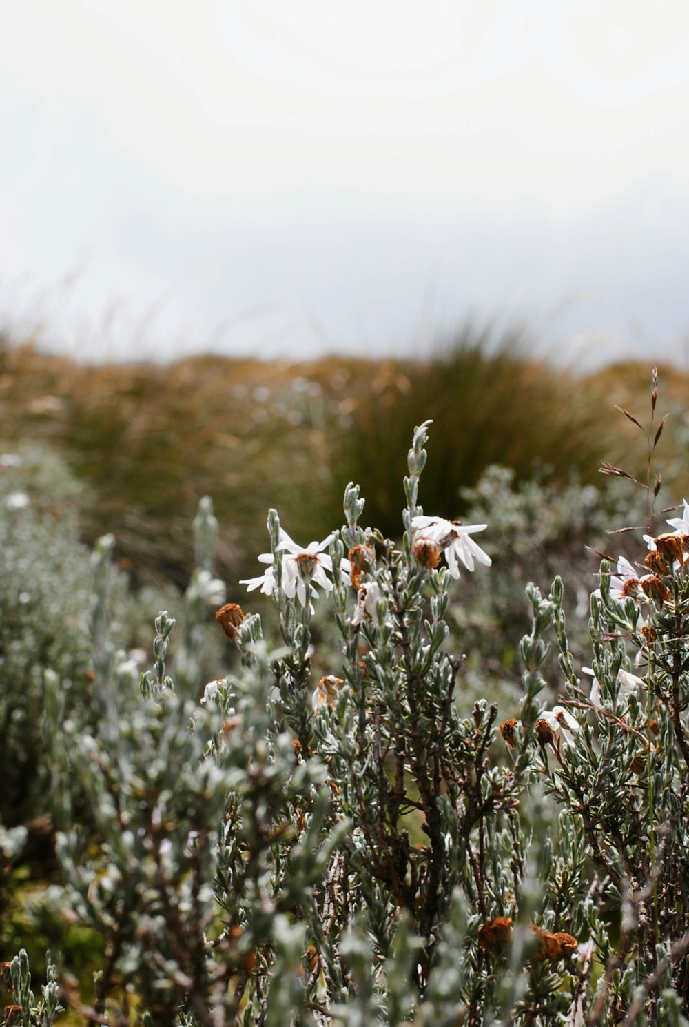 a bunch of flowers that are in a field