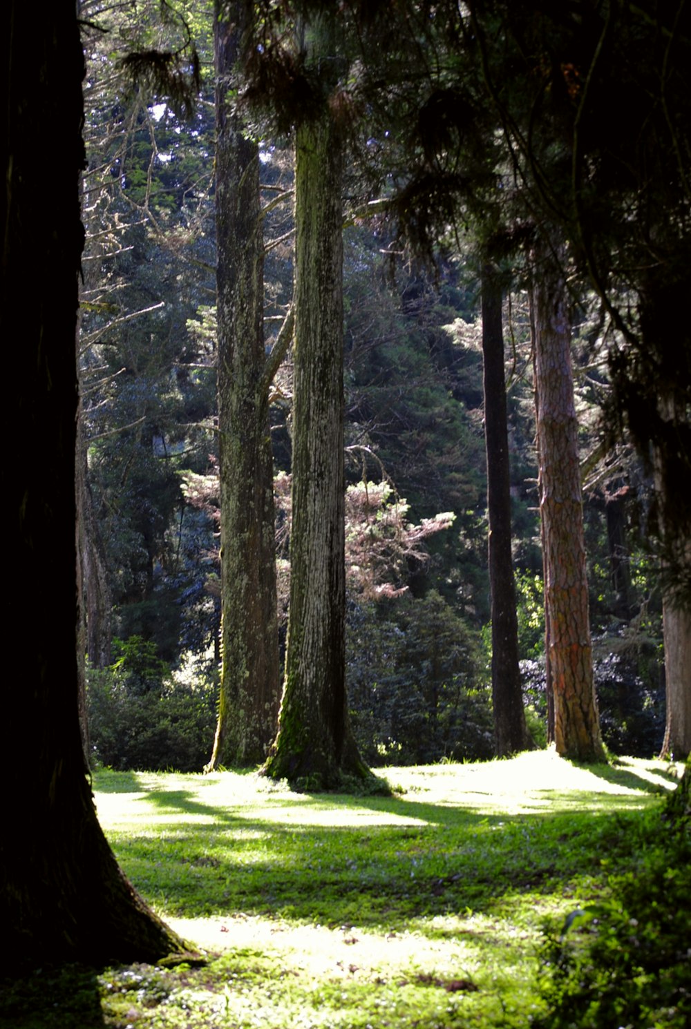 a grassy area in the middle of a forest