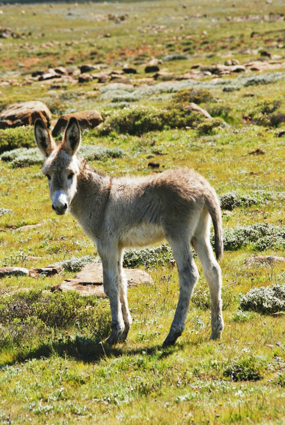 a small donkey standing on a lush green field