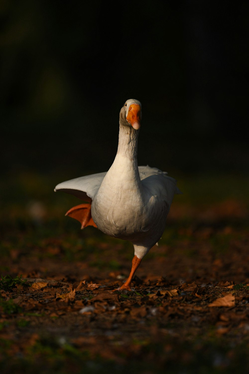 a white duck standing on top of a dirt field