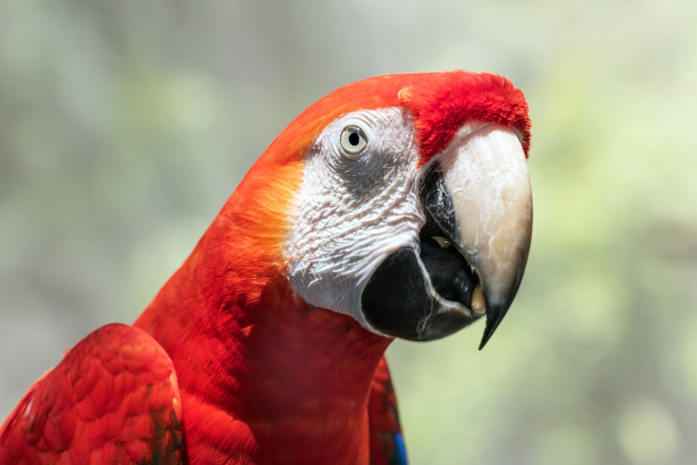 a close up of a parrot with a blurry background