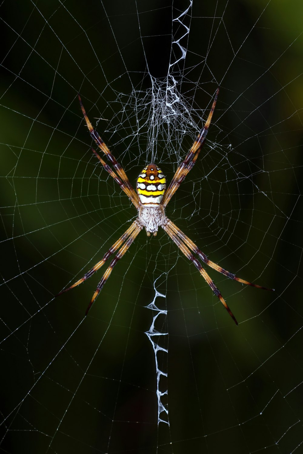 a close up of a spider on its web