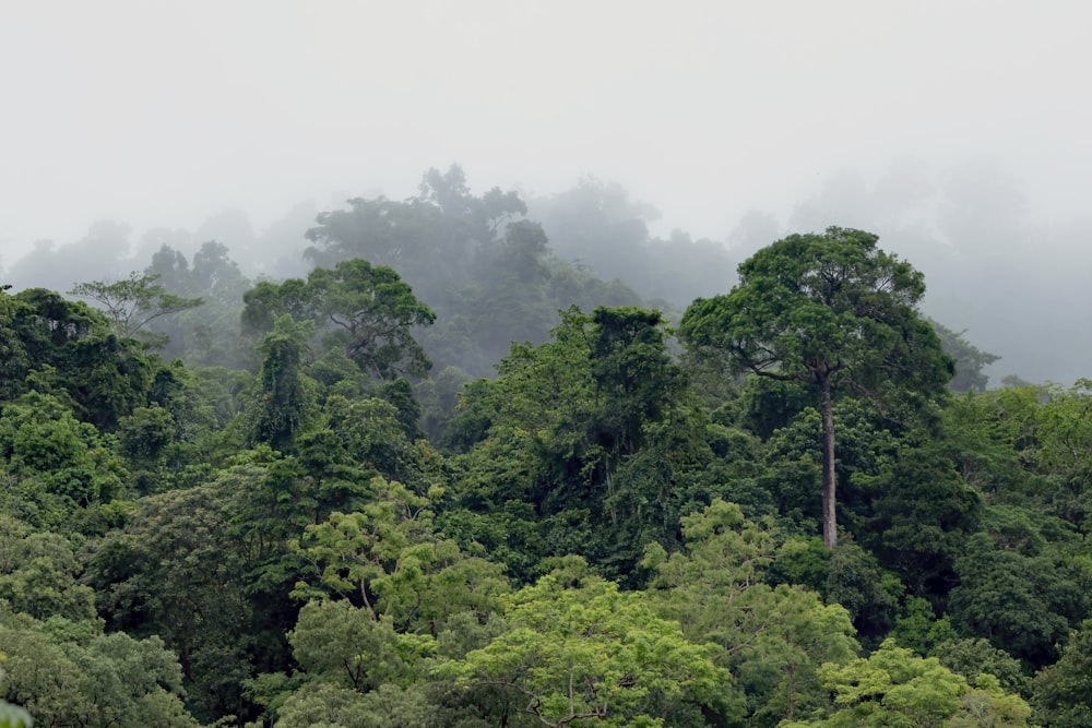 a forest filled with lots of green trees