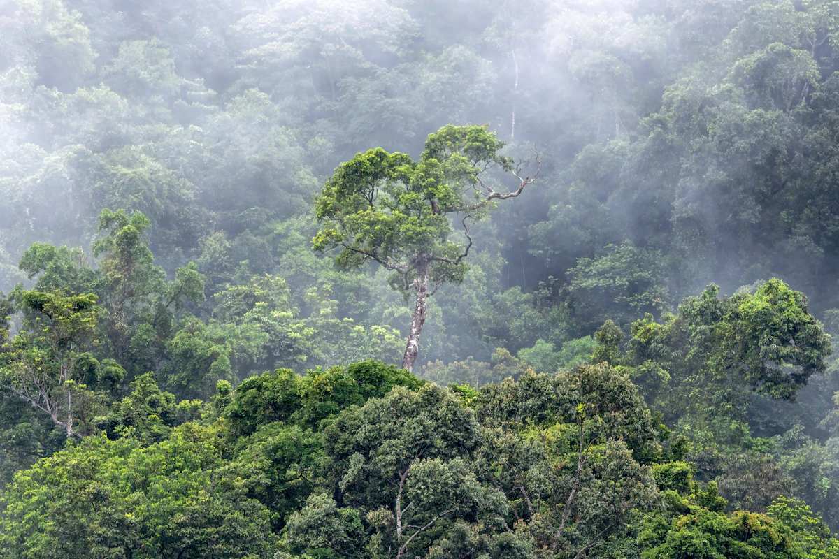 Hutan hujan tropis berkabut dengan pepohonan hijau