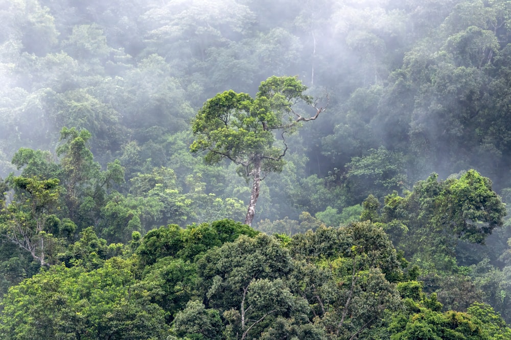 a forest filled with lots of green trees