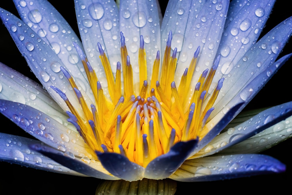a blue and yellow flower with water droplets on it