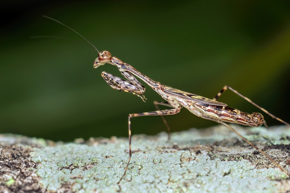 a close up of a grasshopper on a piece of wood